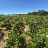 Magnífica Finca segregada en la zona de El Marquesado, Chiclana